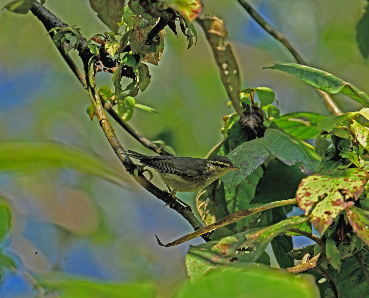 Tickell Çıvgını - ML647129735