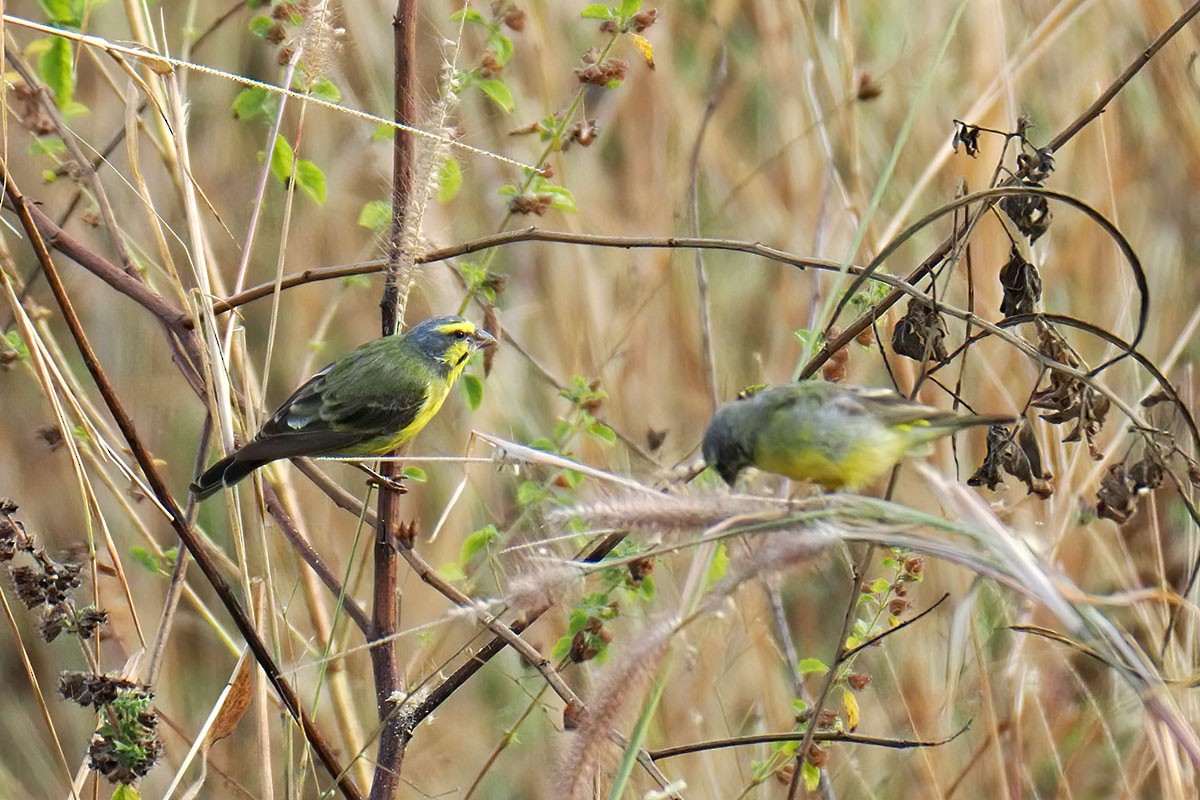 Kara Bıyıklı Sarı İskete - ML647129745