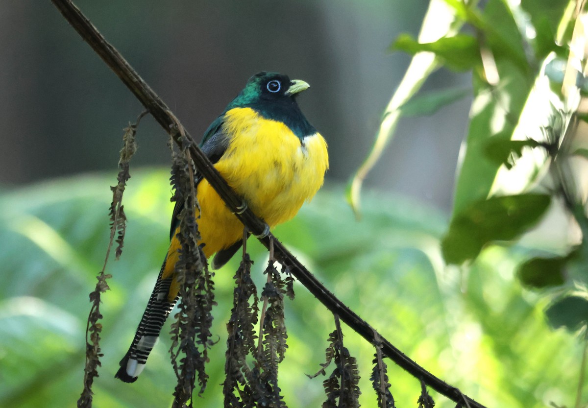 Atlantic Black-throated Trogon - ML647129769