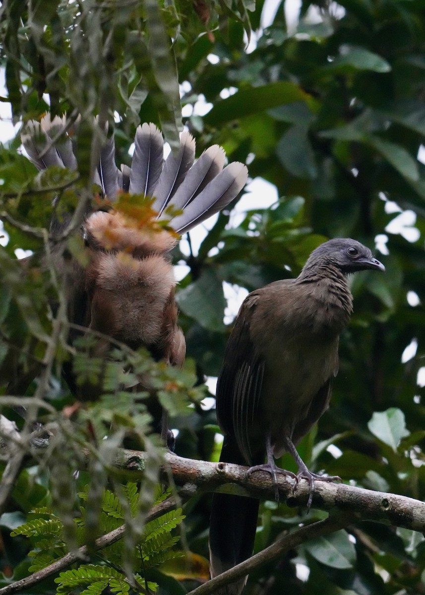 Plain Chachalaca - ML647129791