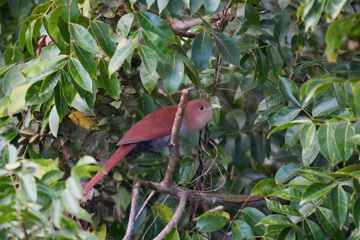 Common Squirrel-Cuckoo - ML647129799