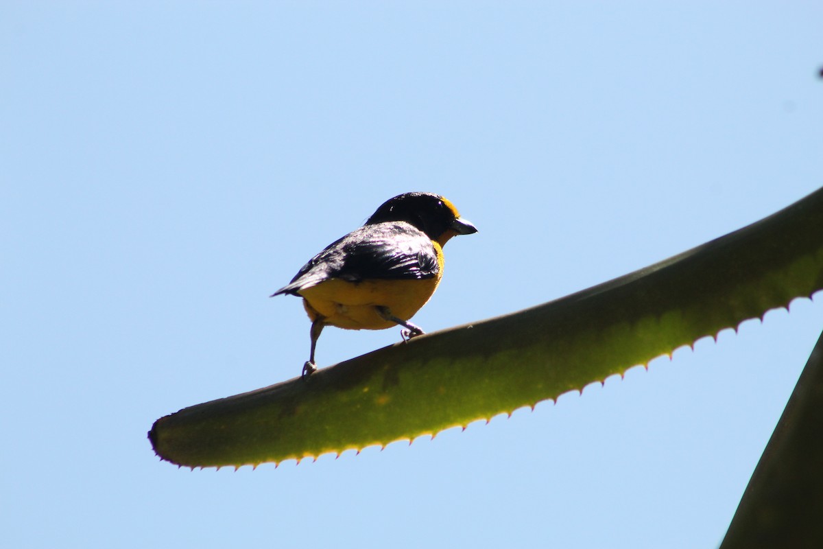 Violaceous Euphonia - ML647129800