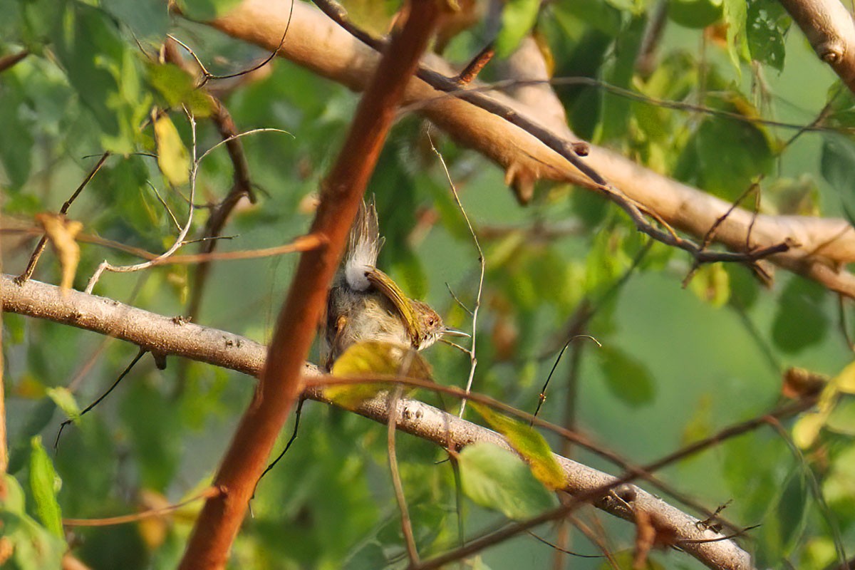 Green-backed Camaroptera - ML647129810