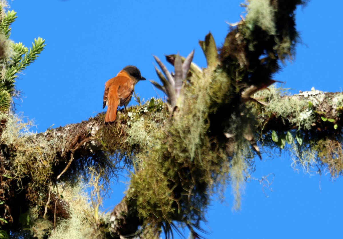 Crested Becard - ML647129817