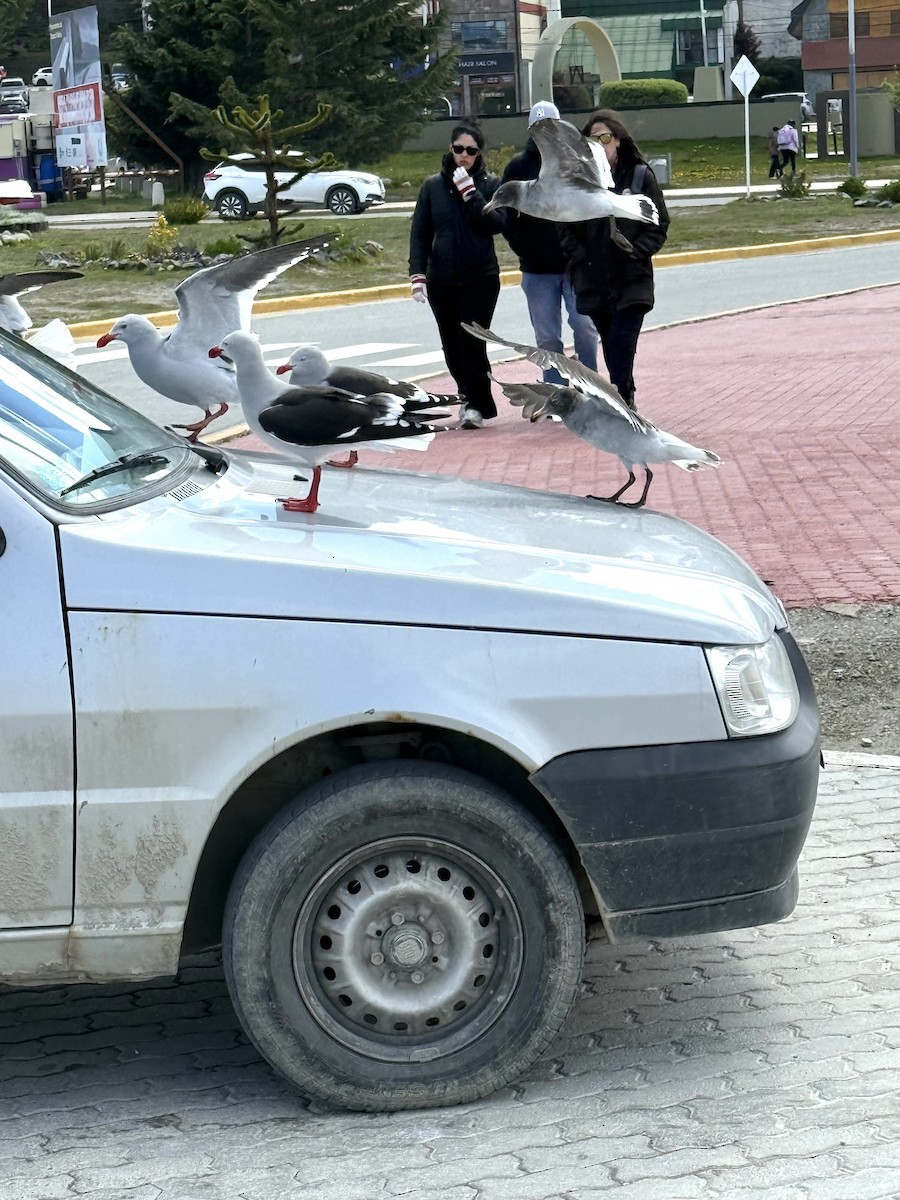 Dolphin Gull - ML647129818