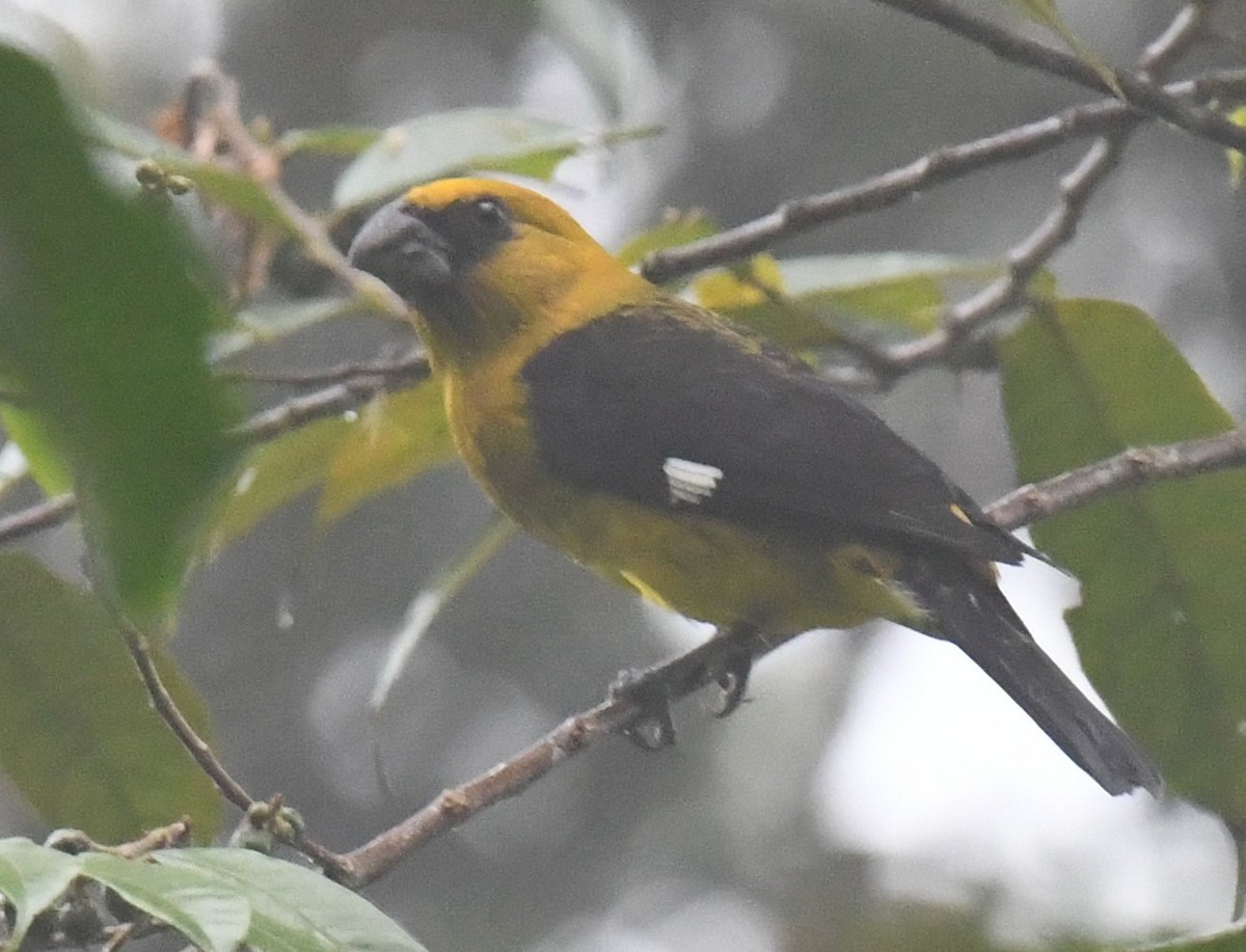 Black-thighed Grosbeak - ML647129840