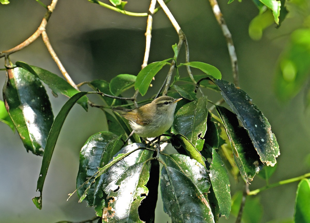 østsanger - ML647129841