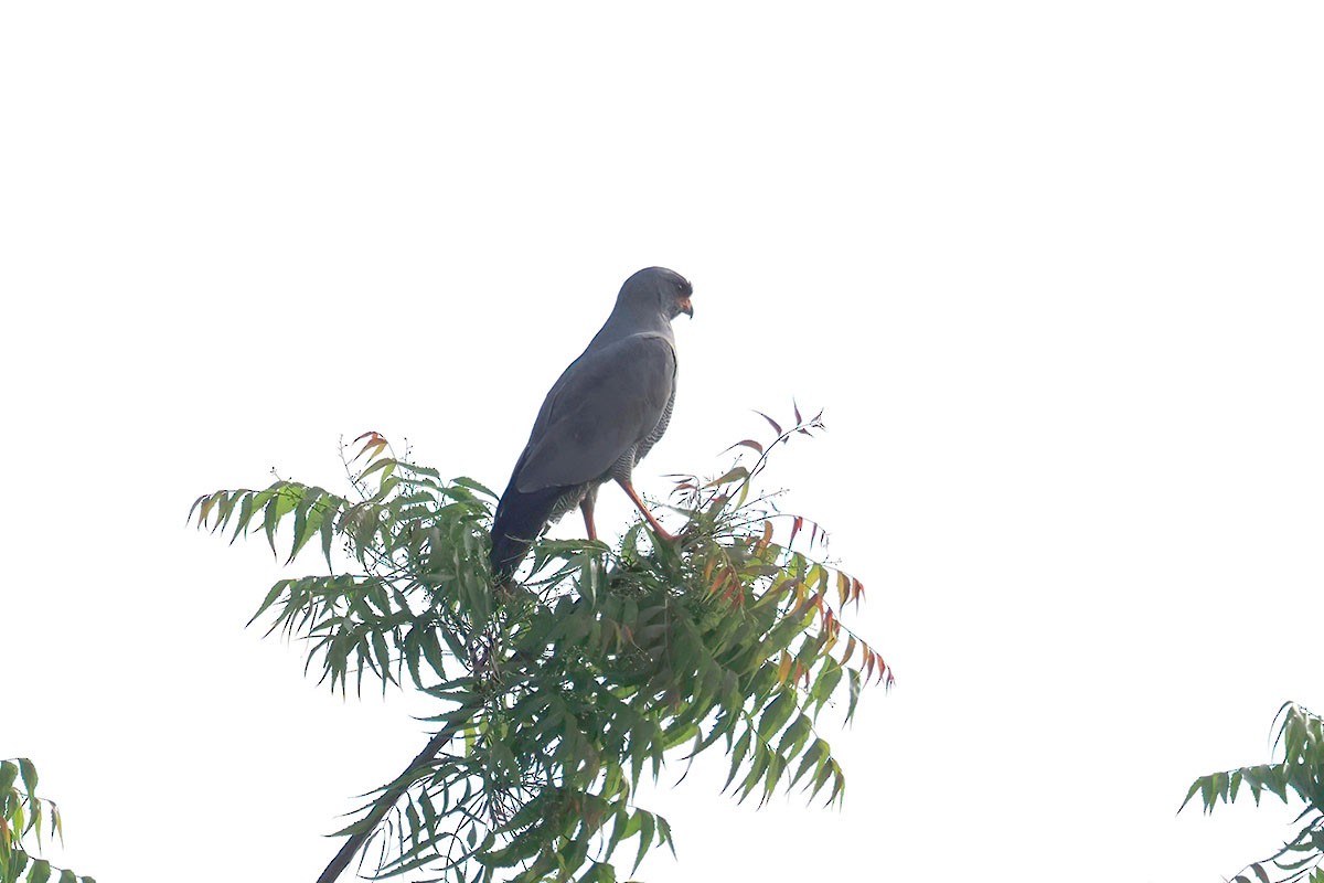 Тёмный певчий ястреб - ML647129842