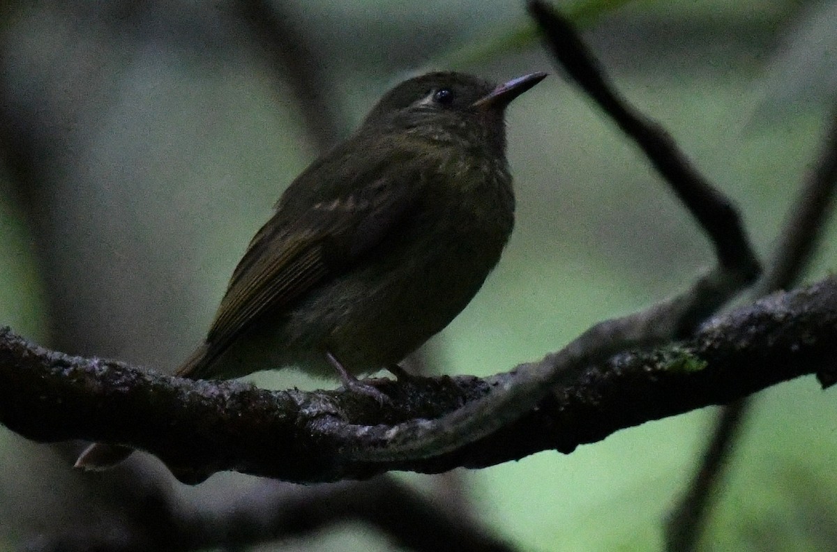 Olive-streaked Flycatcher - ML647129843