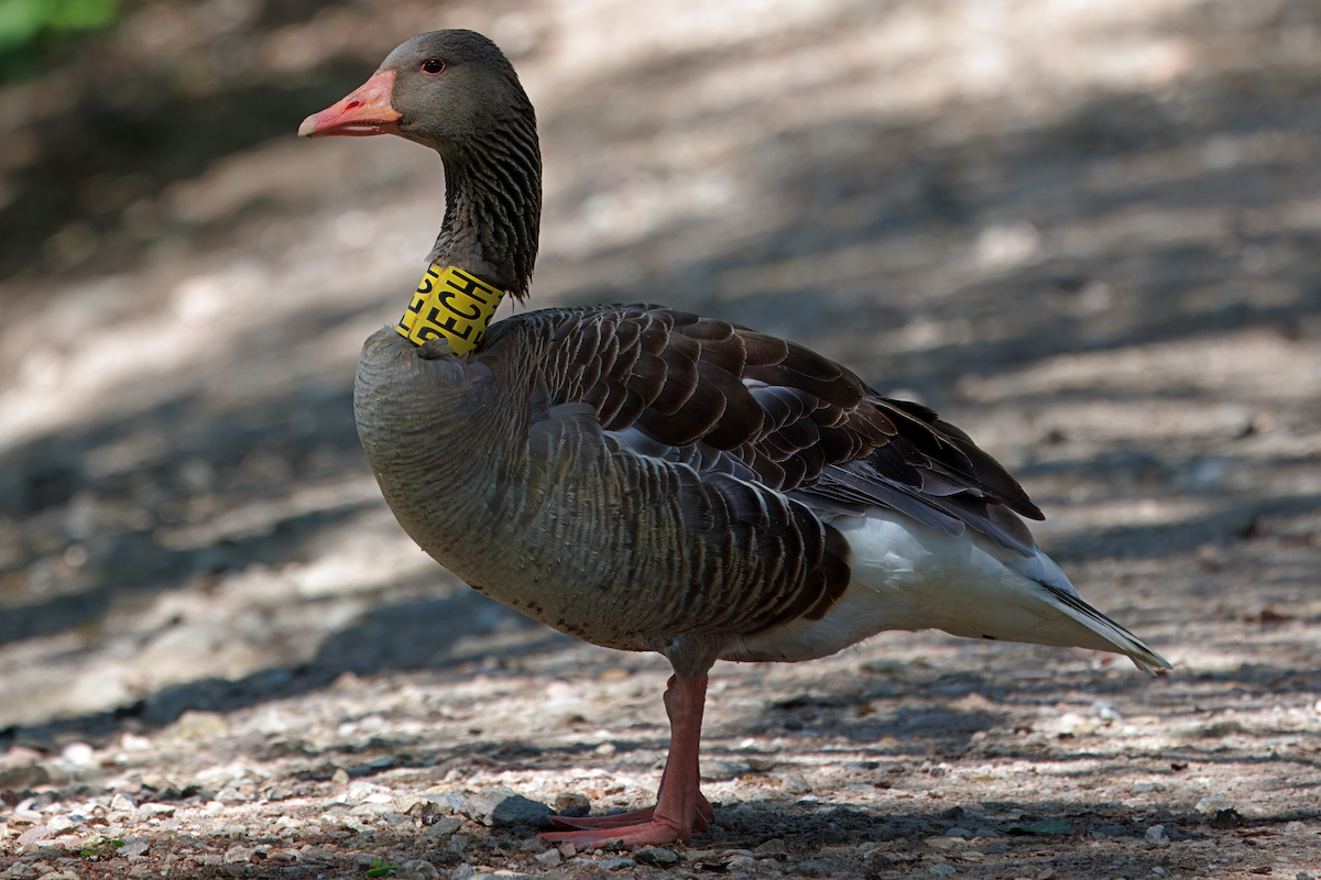 Graylag Goose - ML647129844