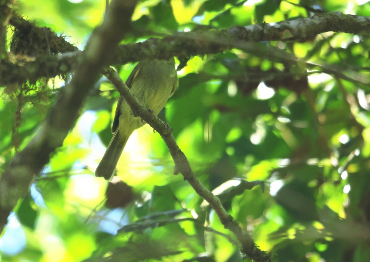 Oustalet's Tyrannulet - ML647129862