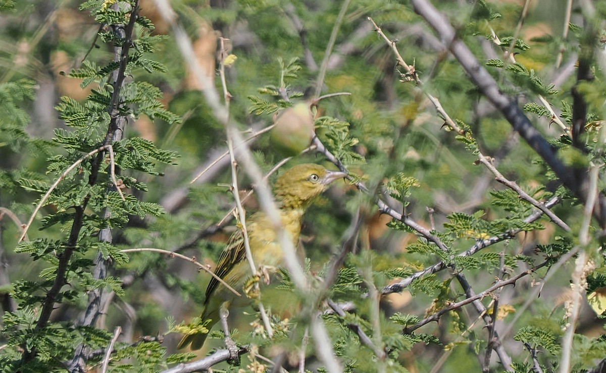 Lesser Masked-Weaver - ML647129877