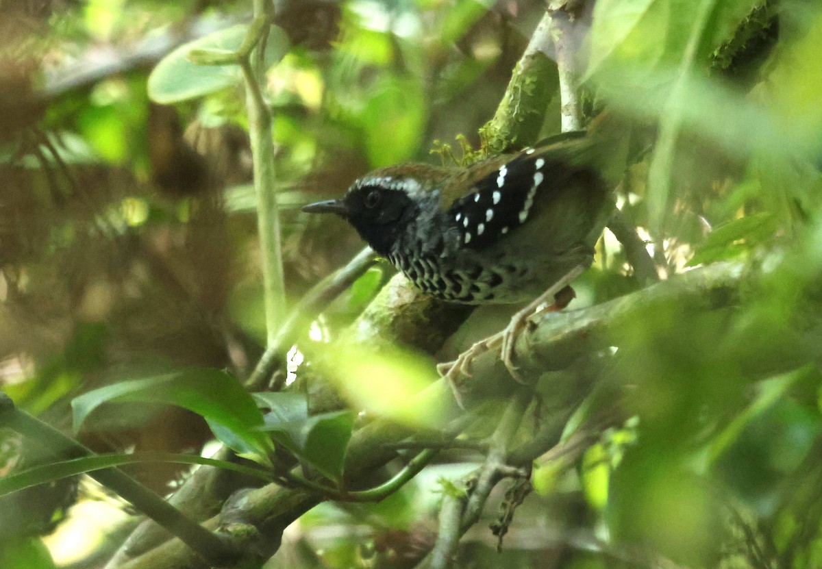 Покривник бразильський - ML647129881