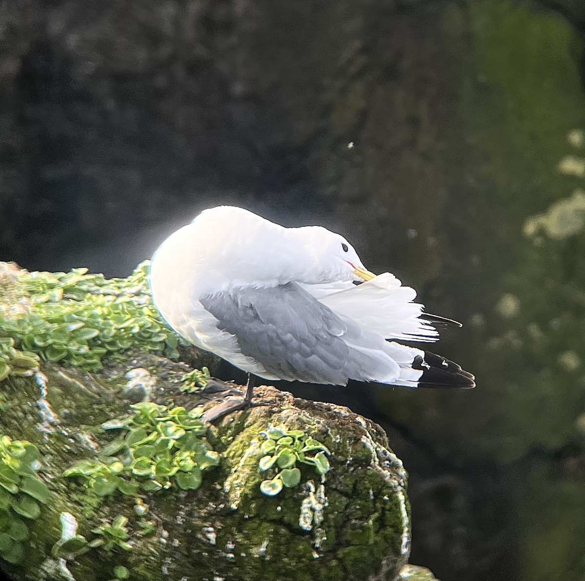 Моевка - ML647129883