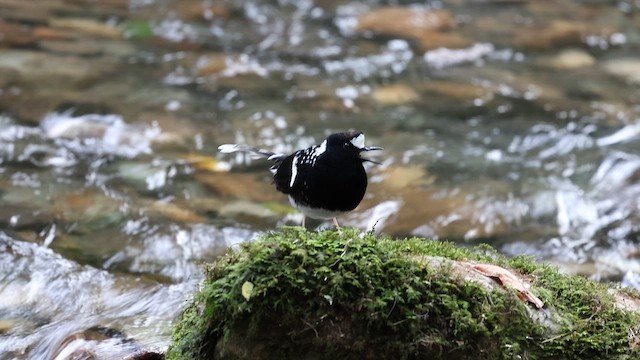 Spotted Forktail - ML647129885