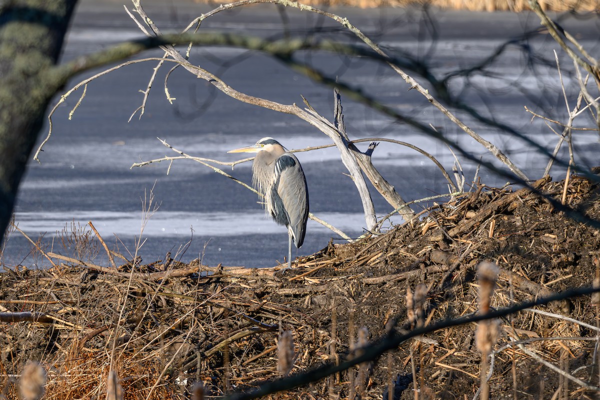Great Blue Heron - ML647129898