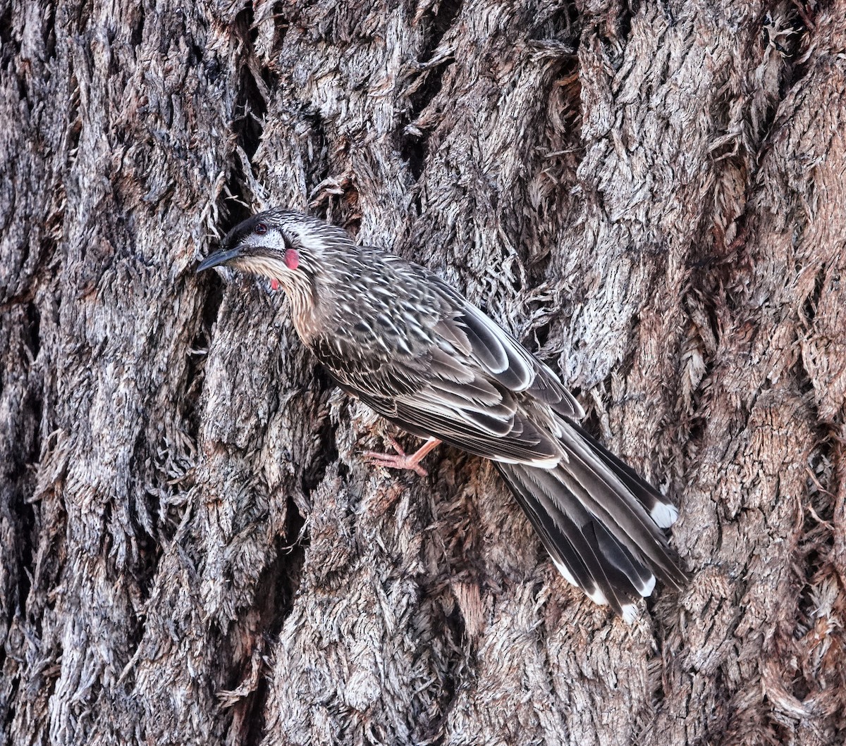 Red Wattlebird - ML647129900