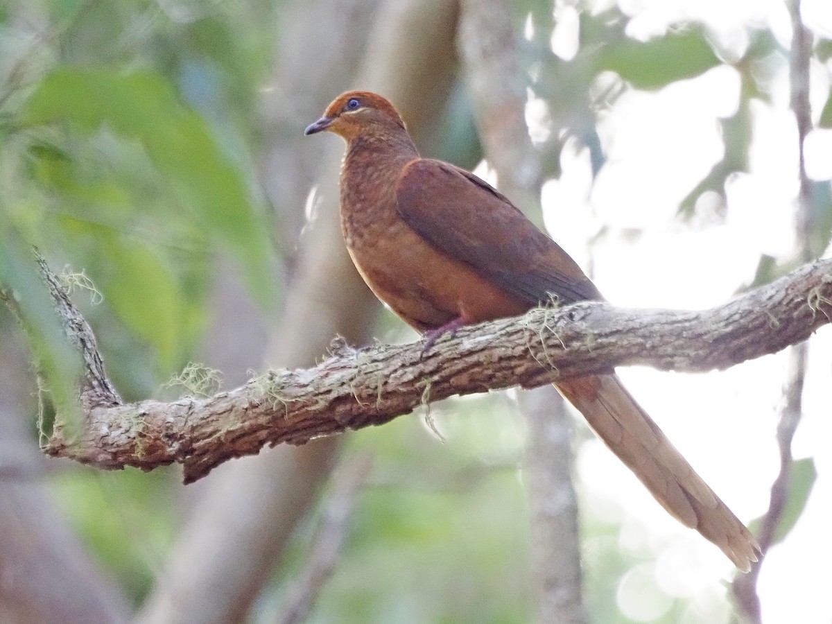 kanelgjøkdue - ML647129918