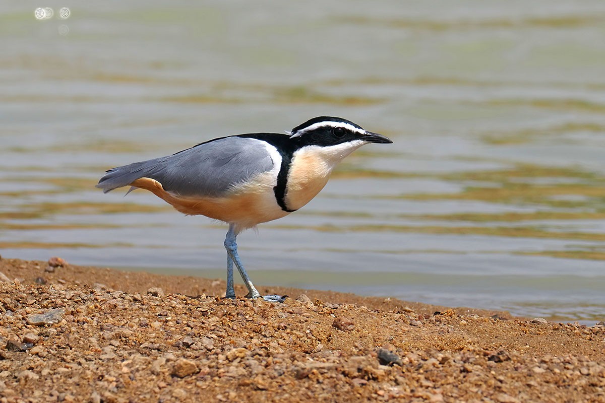 ナイルチドリ - ML647129921