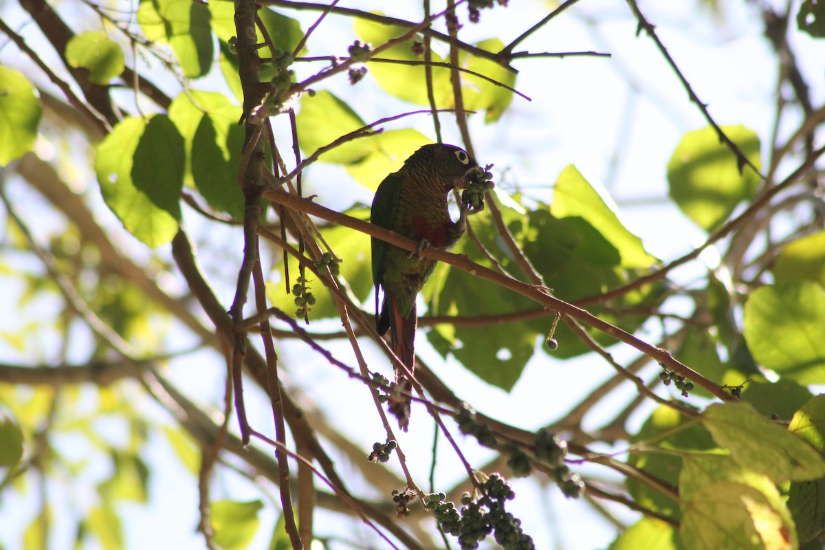 Maroon-bellied Parakeet - ML647129923