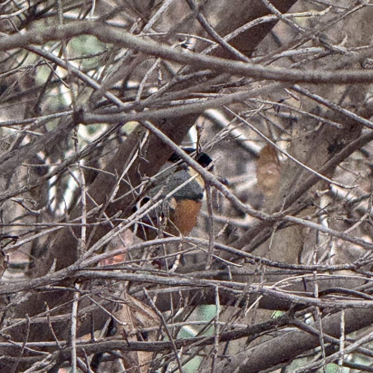 Varied Tit - ML647129924