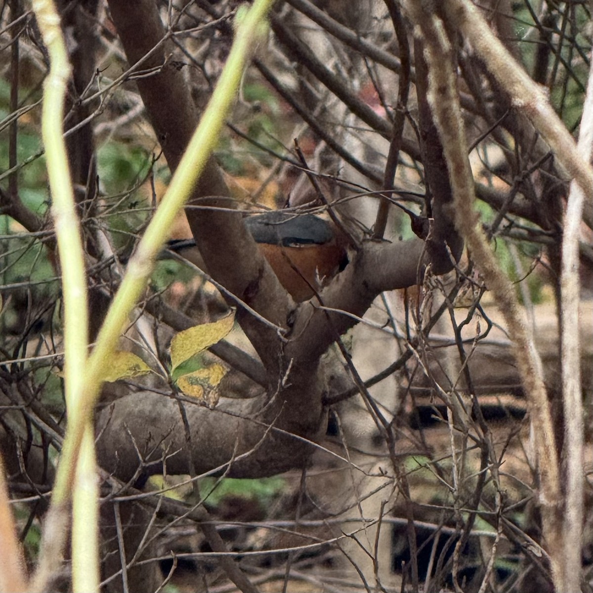 Varied Tit - ML647129925