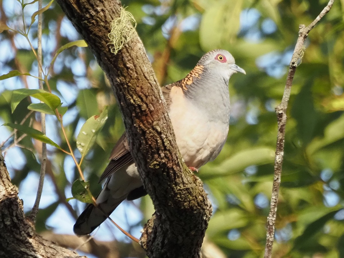 Kupfernackentäubchen - ML647129929