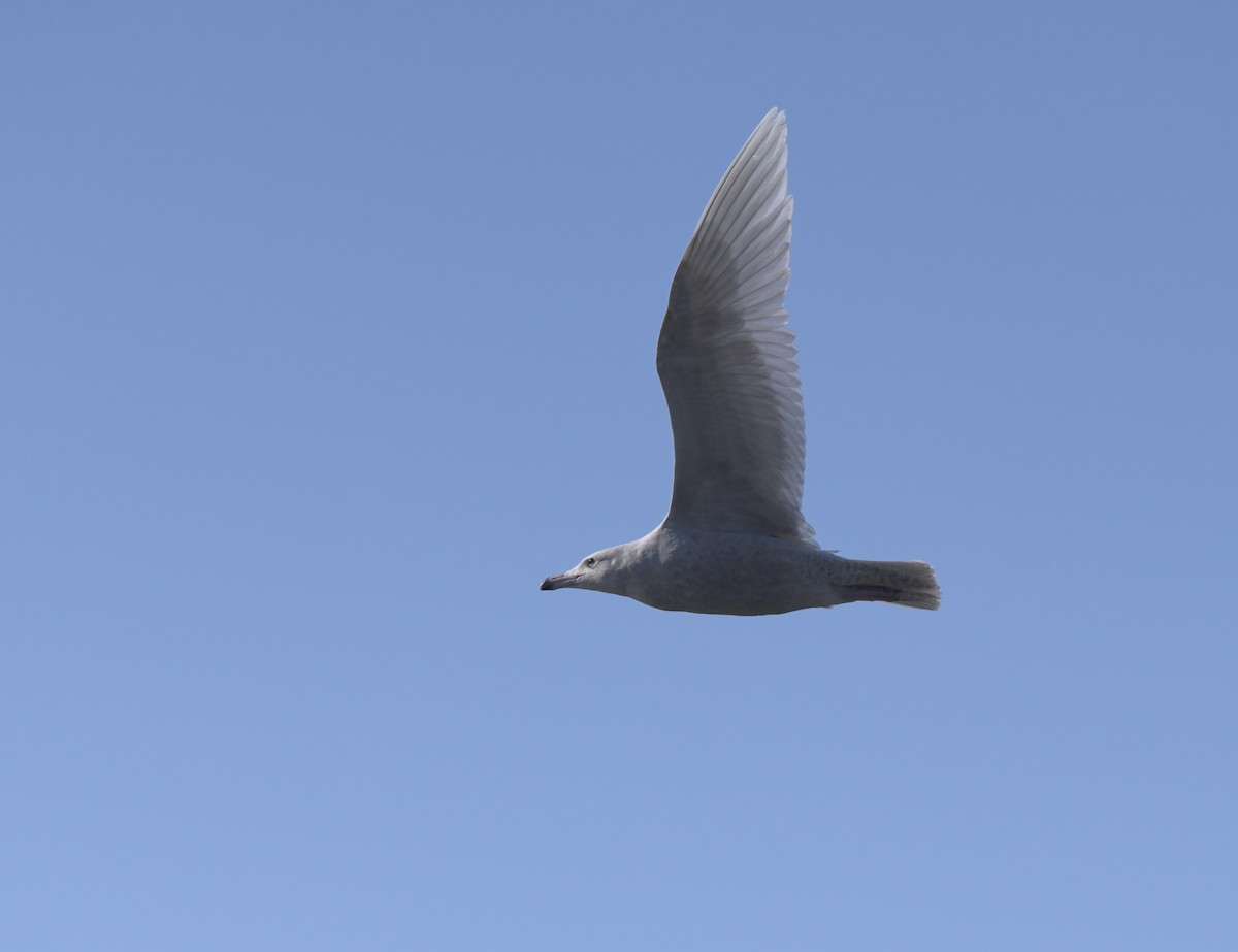 Бургомистр - ML647129930