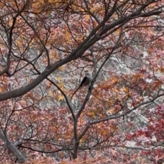 Long-tailed Tit - ML647129931