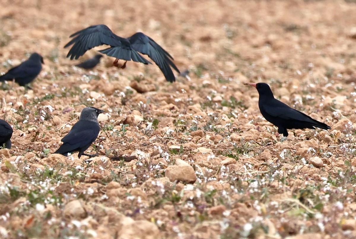 ベニハシガラス - ML647129933