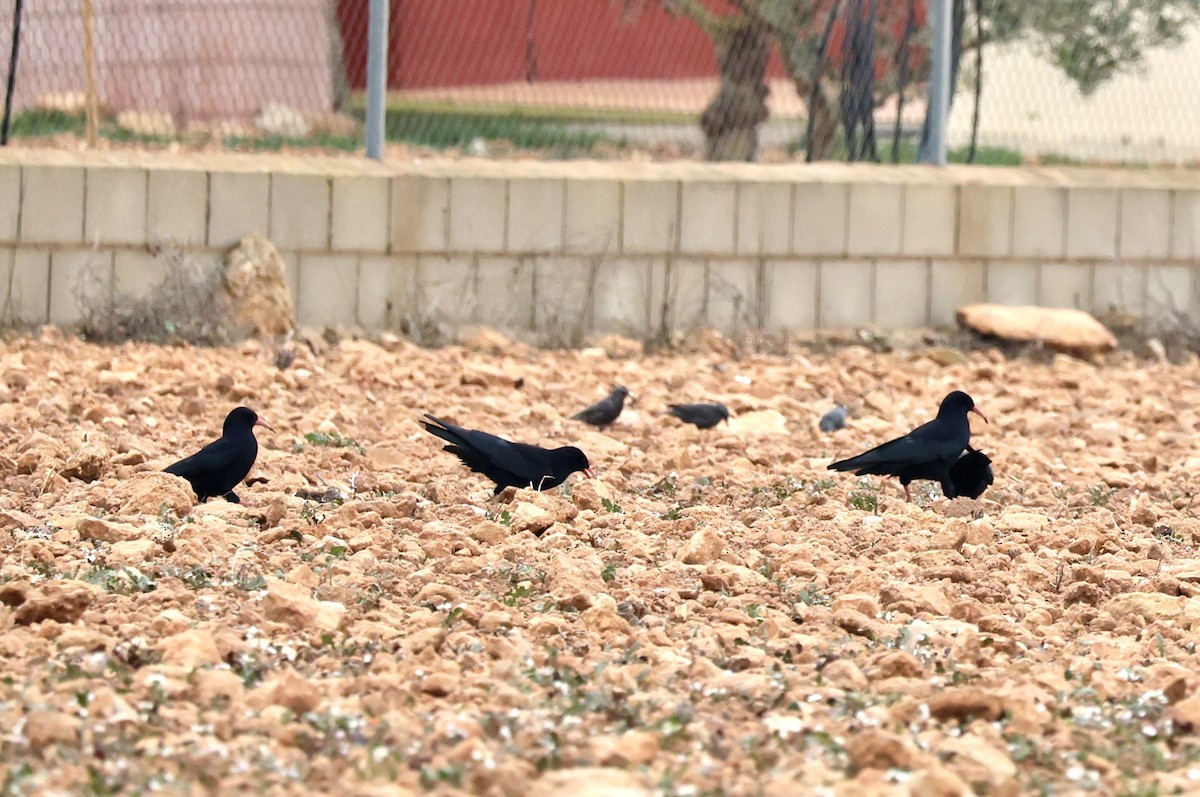 ベニハシガラス - ML647129934