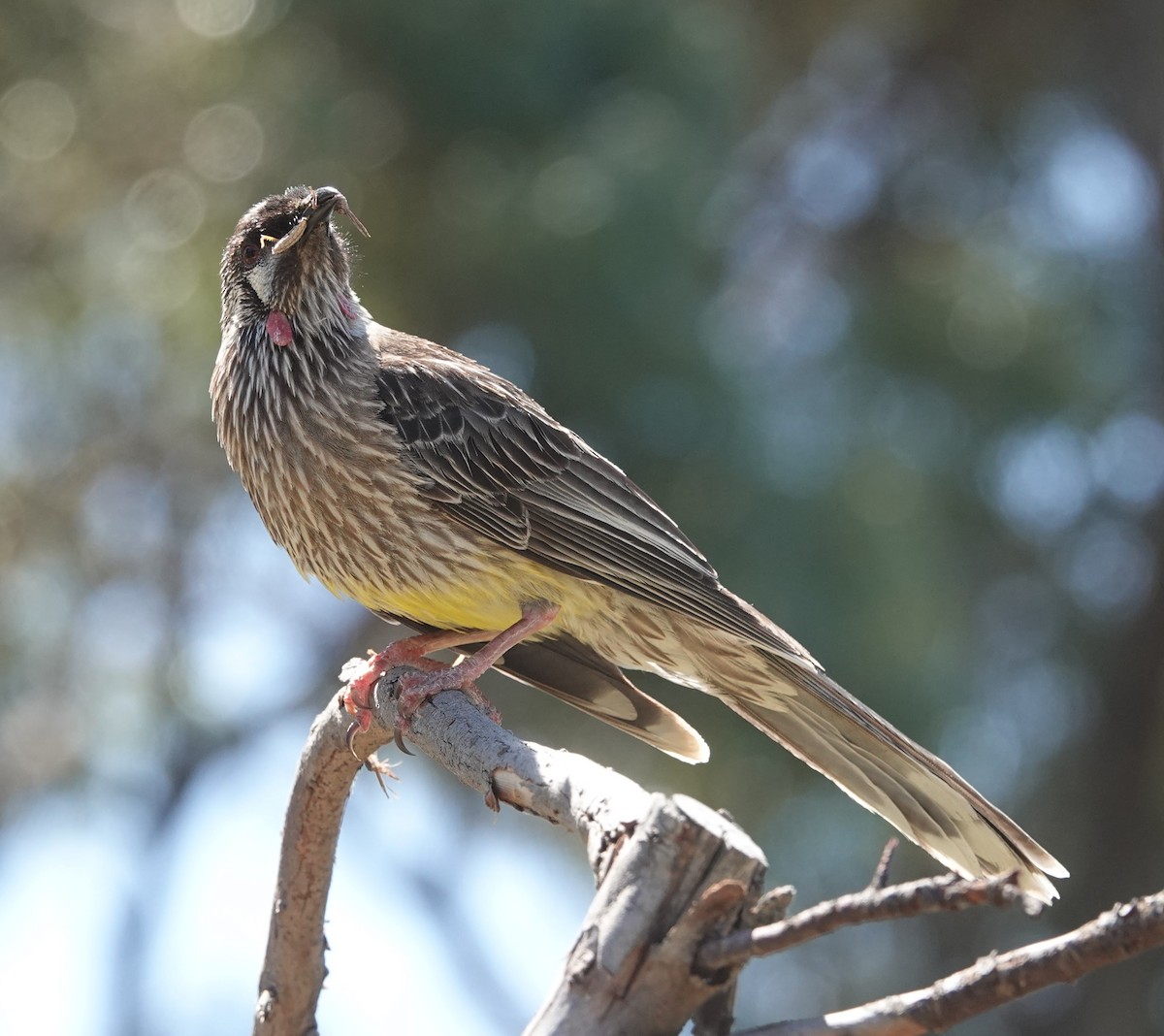 Red Wattlebird - ML647129936