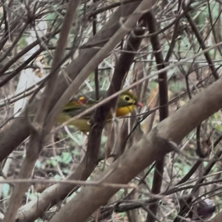 Red-billed Leiothrix - ML647129944