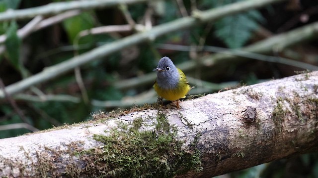 Gray-headed Canary-Flycatcher - ML647129949