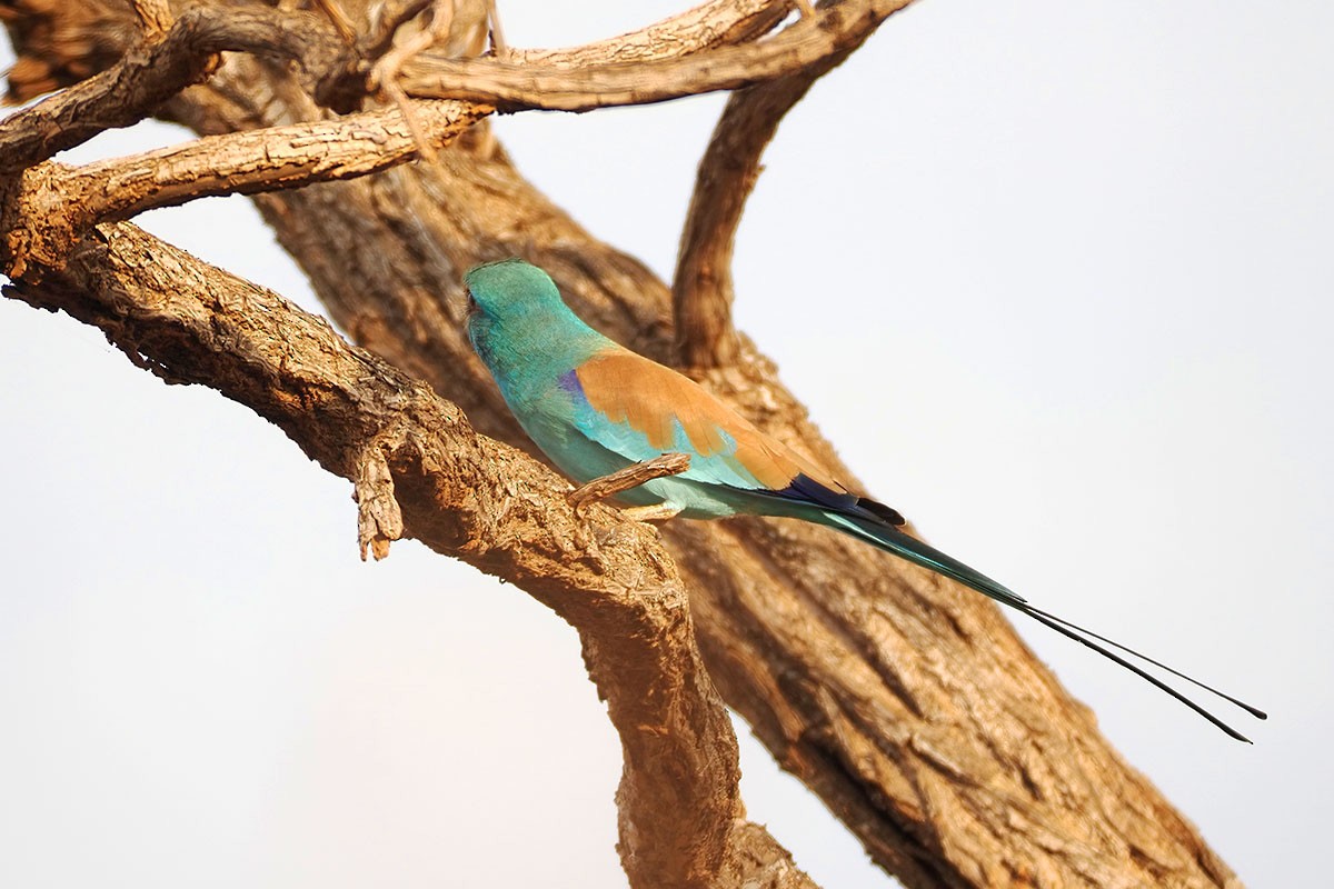 Abyssinian Roller - ML647129953