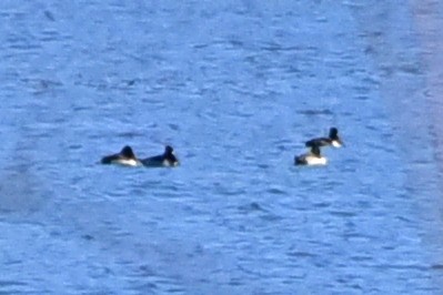 polák proužkozobý - ML647129954