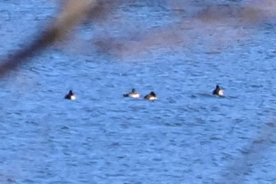 polák proužkozobý - ML647129955