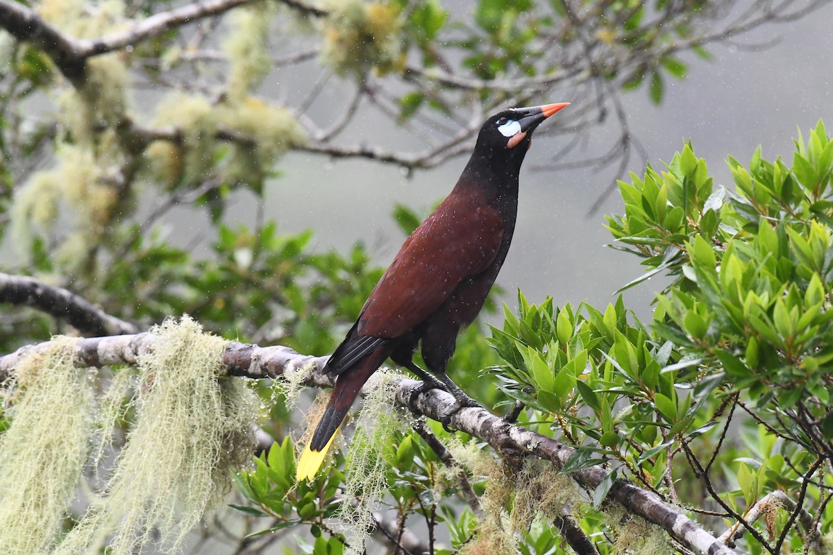 Montezuma Oropendola - ML647129956