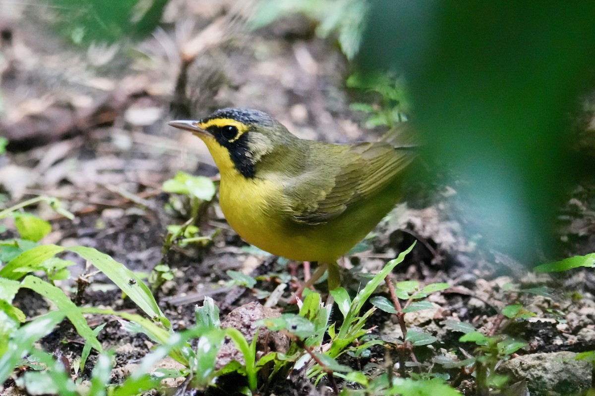 Kentucky Warbler - ML647129957