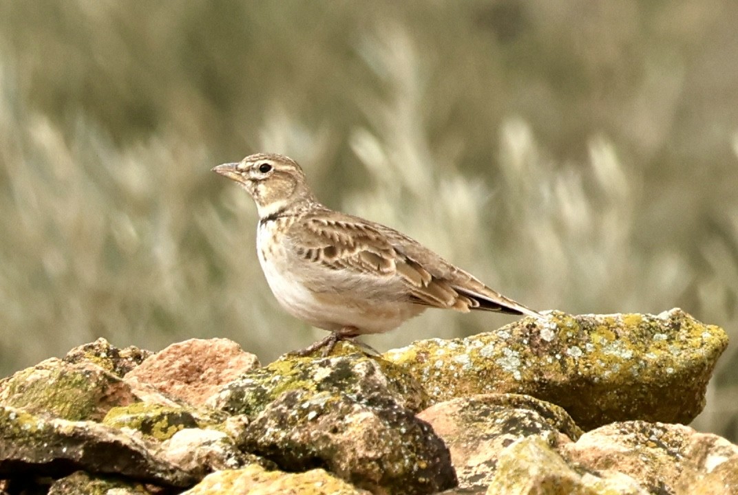 クロエリコウテンシ - ML647129960