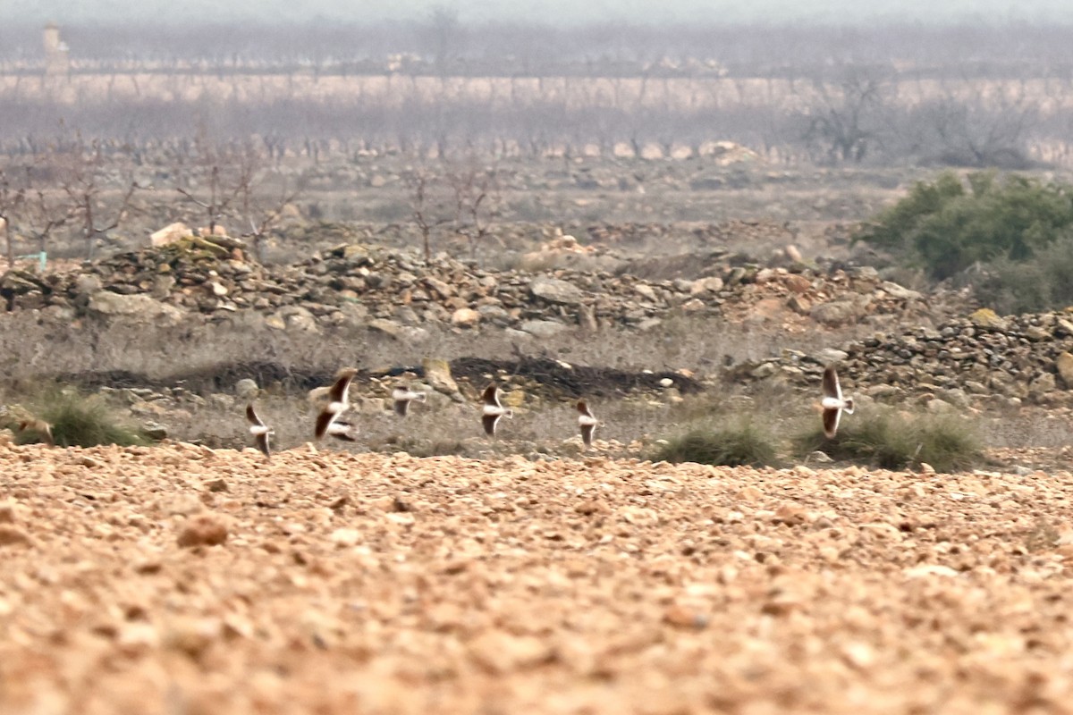 クロエリコウテンシ - ML647129961