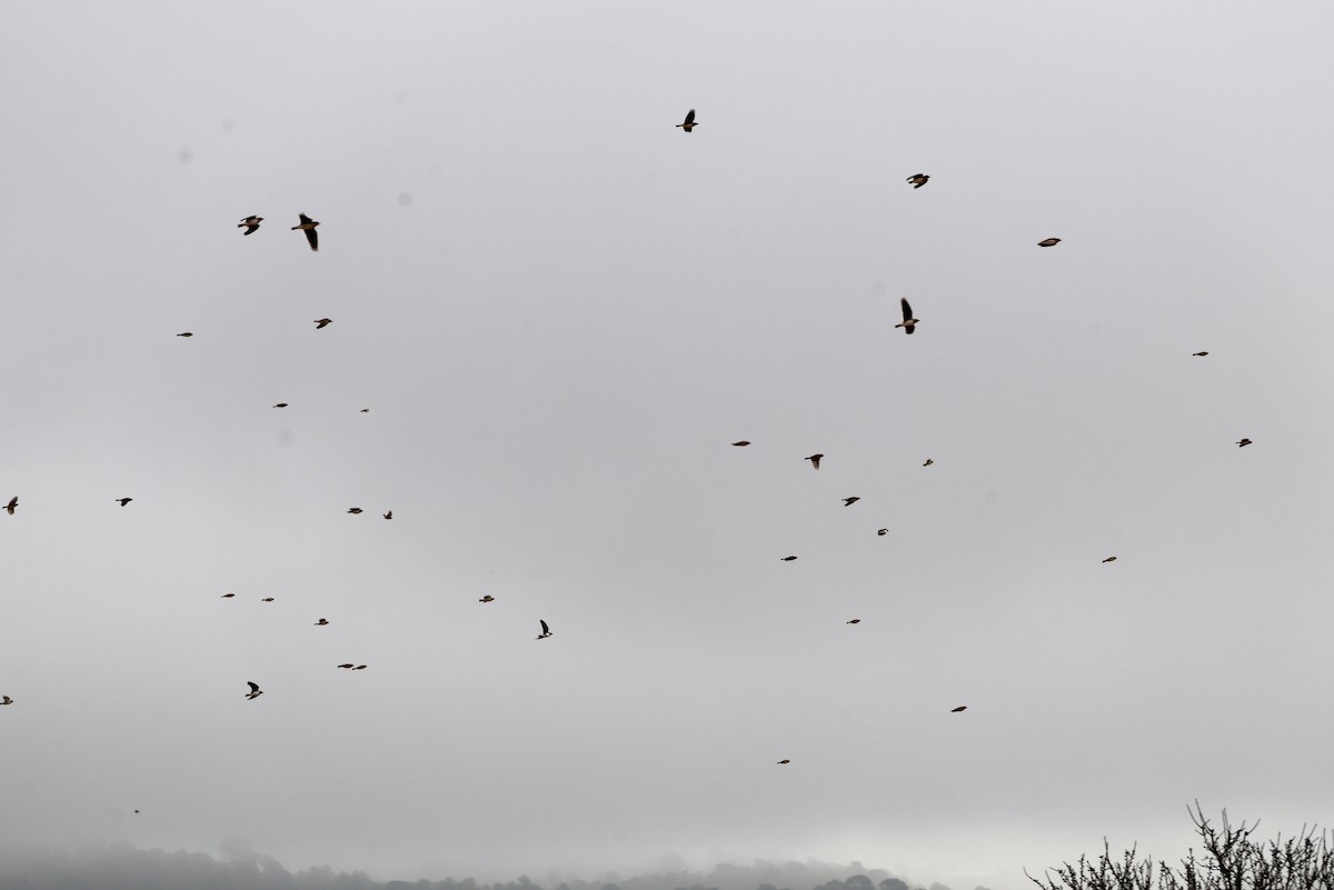 クロエリコウテンシ - ML647129962