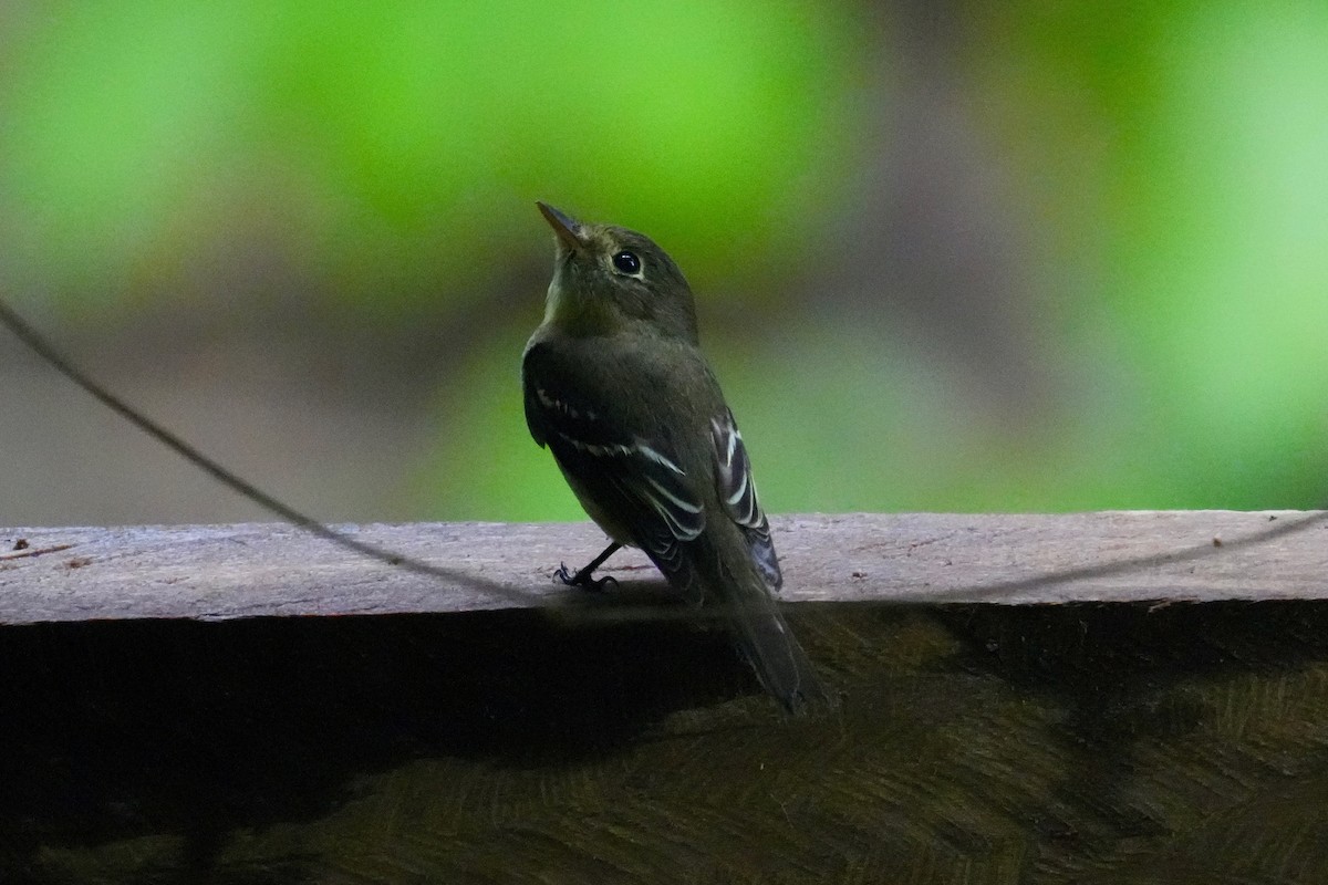 Sarı Karınlı Boreal Sinekkapan - ML647129964