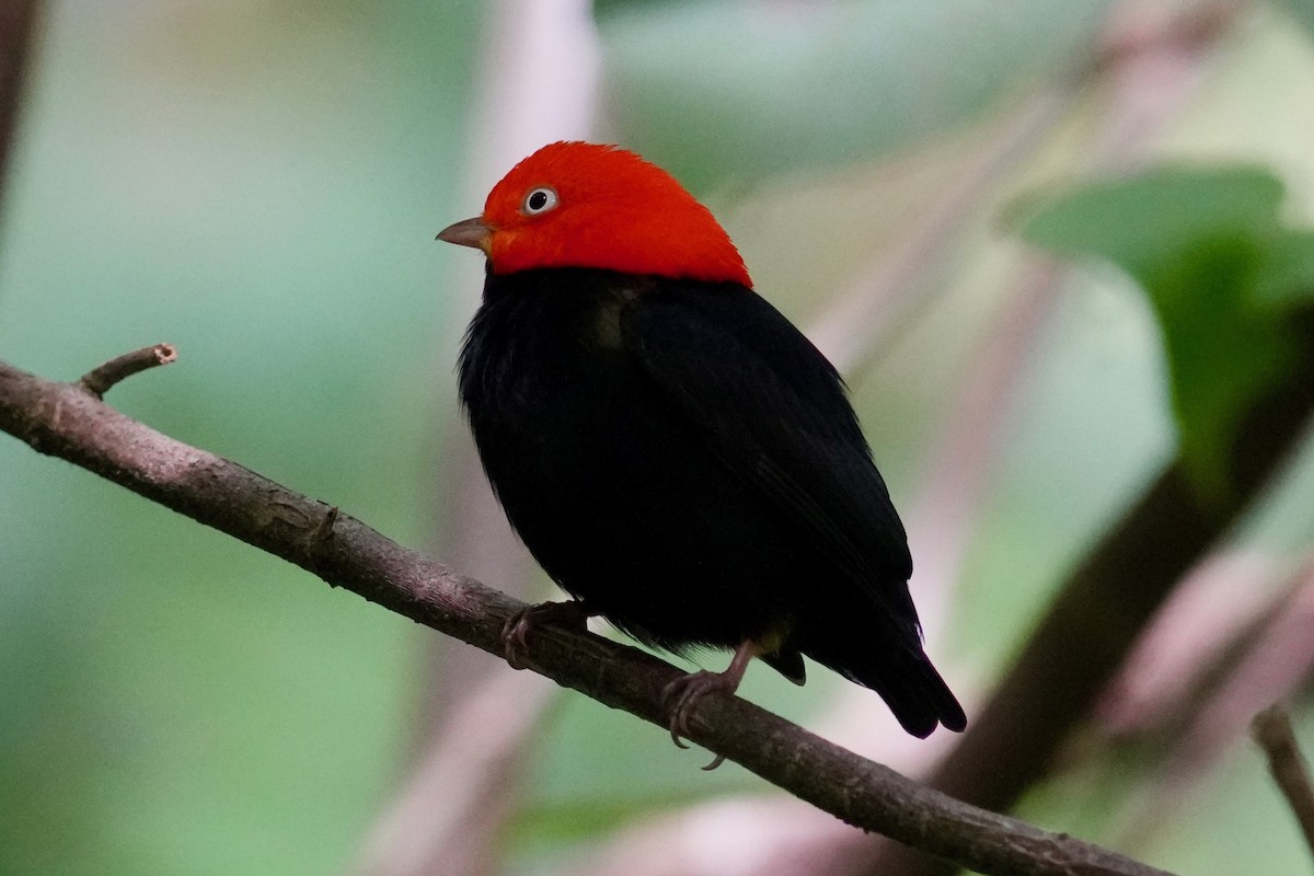 Red-capped Manakin - ML647129967