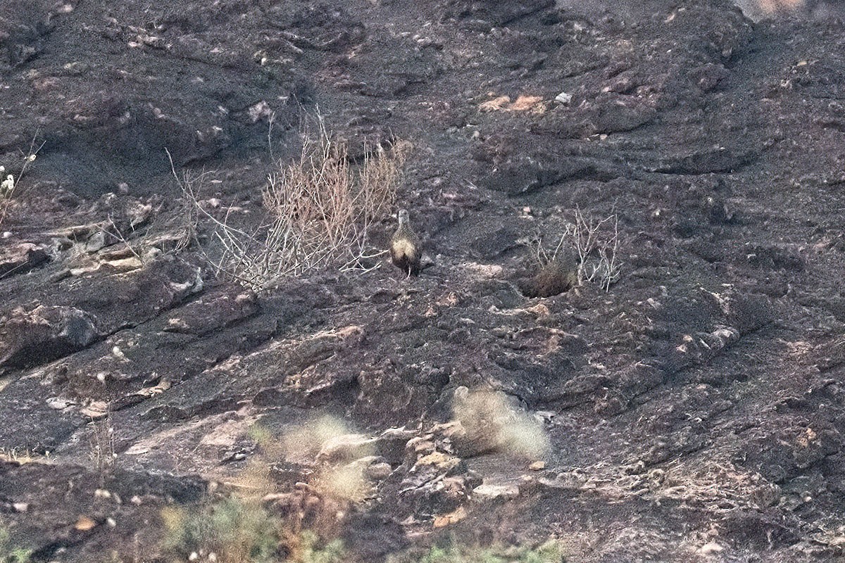 Stone Partridge - ML647129972