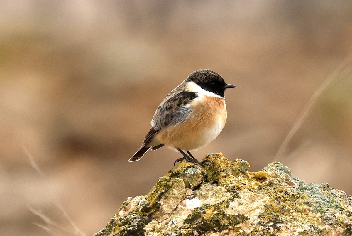 European Stonechat - ML647129974