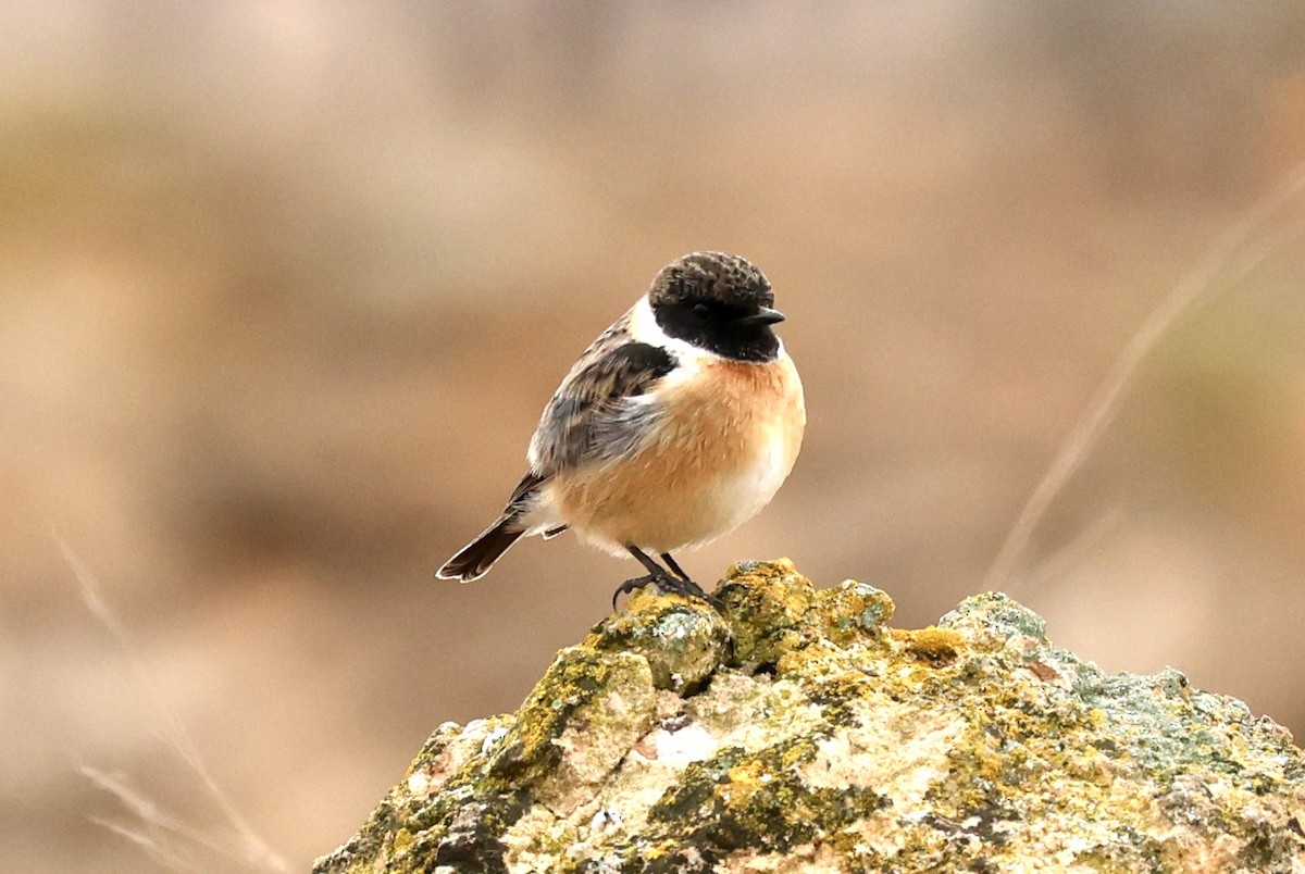 European Stonechat - ML647129975