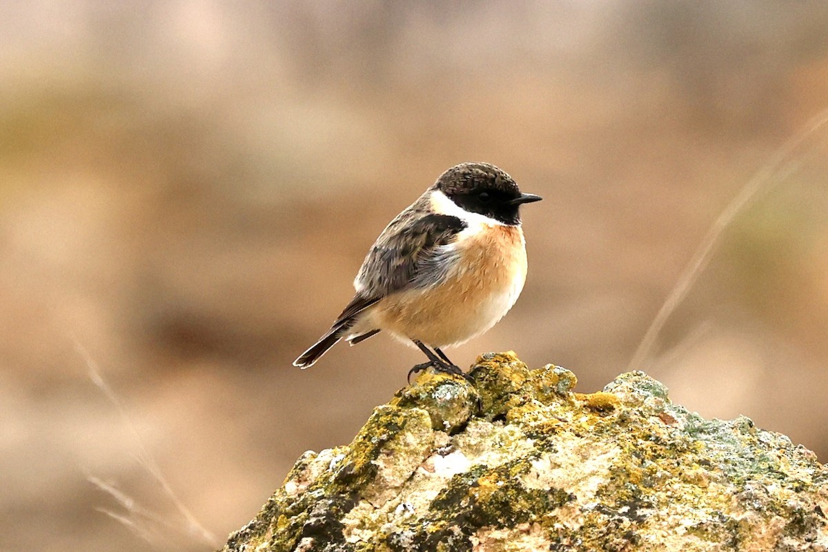 European Stonechat - ML647129976