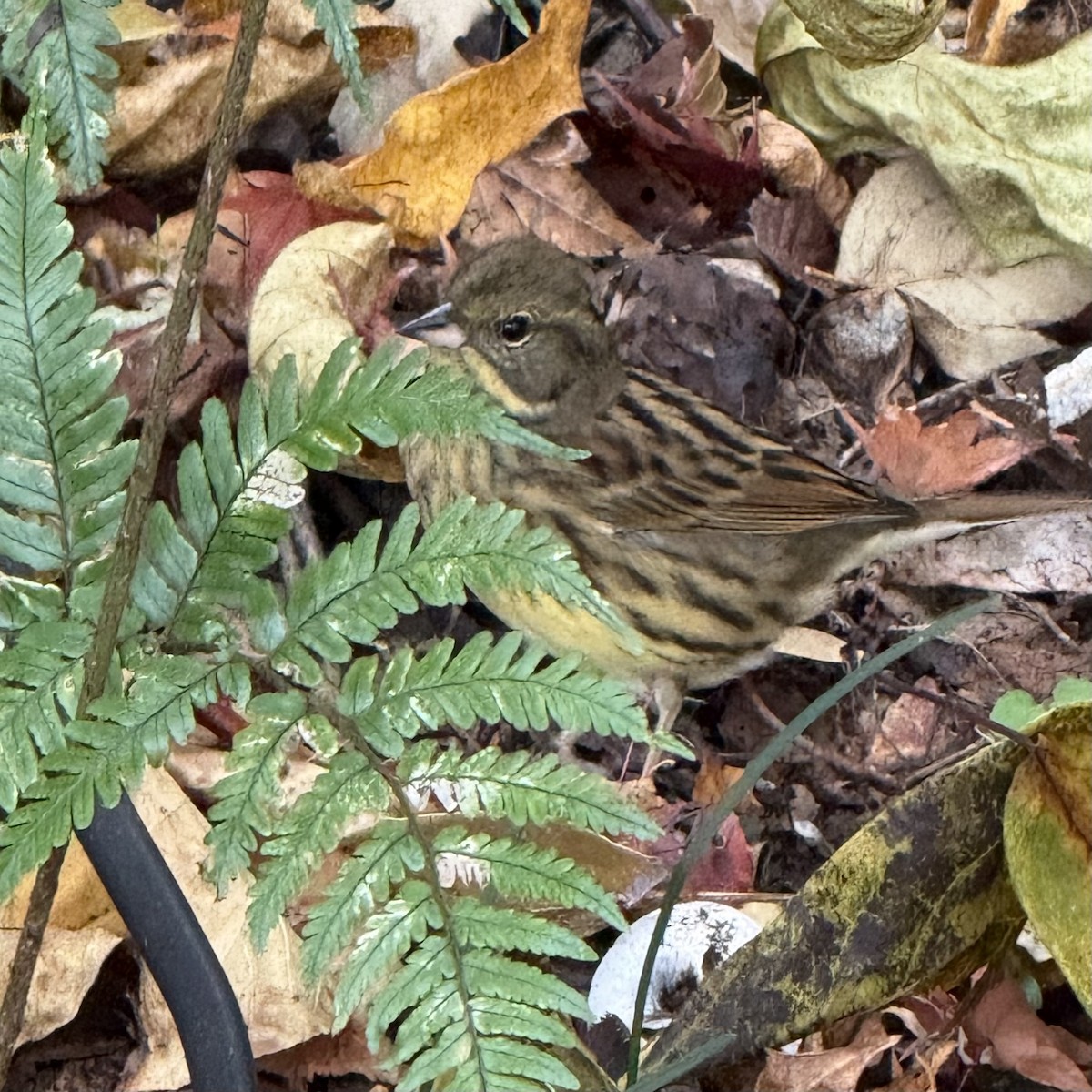 Masked Bunting - ML647129978