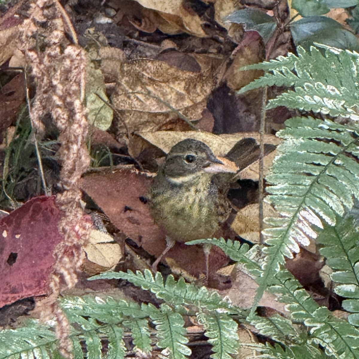 Masked Bunting - ML647129979